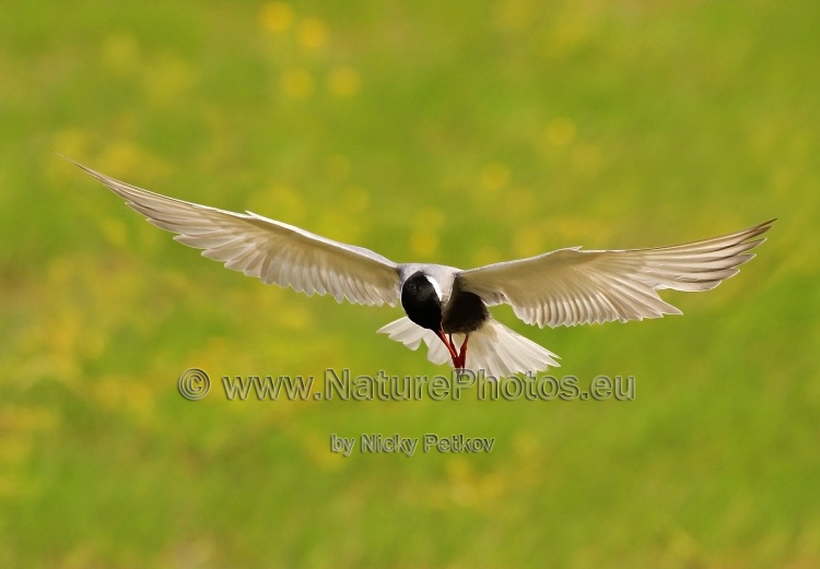 WildLife Photos of Birds, Gulls, Terns & Auks, Whiskered Tern, Chlidonias hybrida